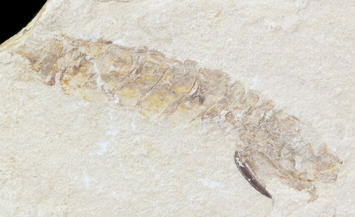 Fossil Mantis Shrimp (Sculda syriaca) - Lebanon #43553